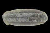 Fossil Fern (Pecopteris) Pos/Neg - Mazon Creek #121165-1